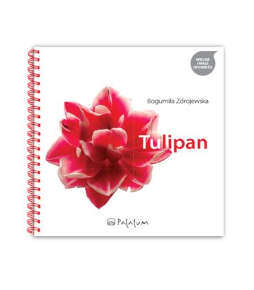 Tulipan
