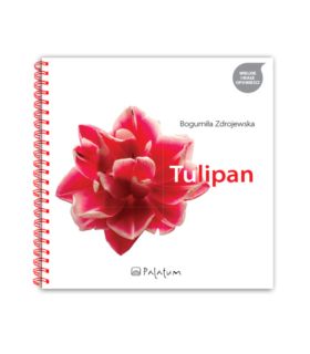 Tulipan